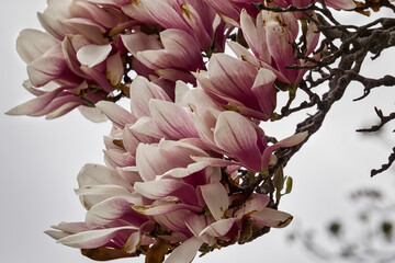 A branch of flowering saucer magnolia(magnolia x soulangiana) bloom on a cloudy spring day set aginst a clear grey sky © Stephen Jackson