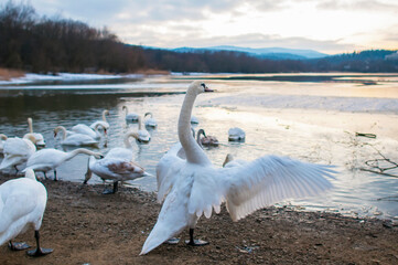 white swans come ashore near the winter forest