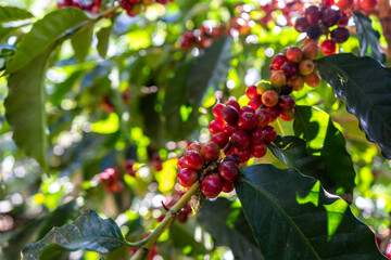 Beautiful closeup view of the coffee bean plant in an agriculture plantation in Costa Rica
