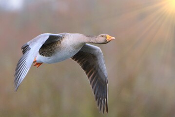 In flight Greylag goose (Anser anser)