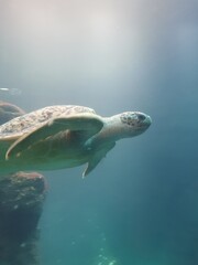 green sea turtle