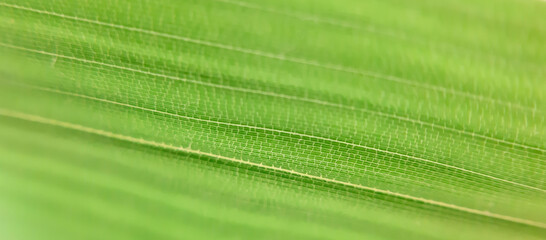 Bamboo leaf under a microscope - Macro photography. Selective focus. Leaf texture