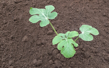 Watermelon seedling planted in the garden - Growing watermelon concept - Young leaves