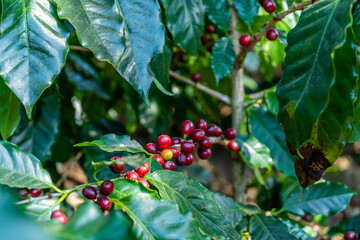 Fototapeta premium Beautiful closeup view of the coffee bean plant in an agriculture plantation in Costa Rica