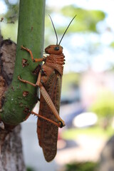 grasshopper on a tree