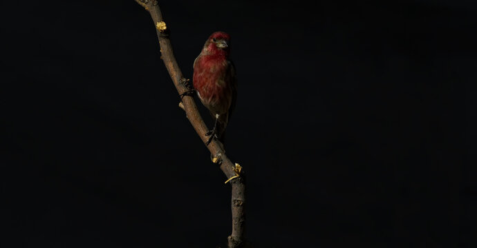 House finch perched on branch against black background creates low key portrait 