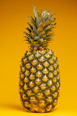 Isolated studio still life food shot of a fresh pineapple with seamless smooth yellow background.