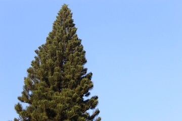 pine branches against sky
