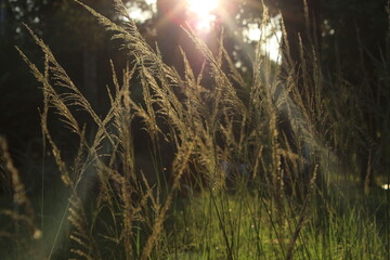 grass and sun