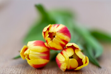tulpen blüten