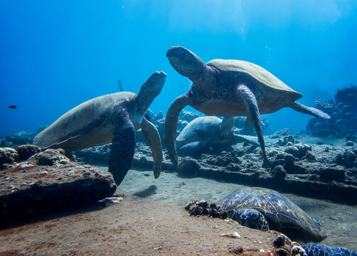 Group Of Sea Turtles Relaxing On Coral Reef Underwater