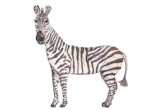 Zebra baby illustration. Wild horse. Watercolor safari animal clipart. Hand painted wild animal: zebra Animal Kids illustration realism semirealism Greeting card invitation baby shower Wild jungle 