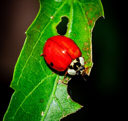 vaquita paseando por la hoja de un Tala
