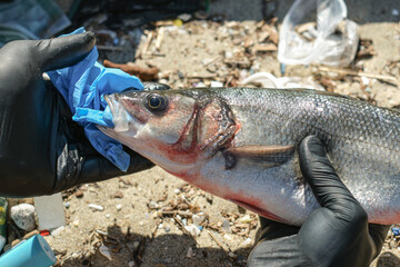 Man remove plastic from Sea Bass fish mouth dead eating disposal glove trash,plastic pollution