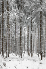 snow covered spruce forest