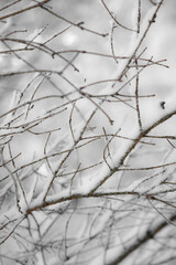 Fototapeta na wymiar snow covered spruce branches