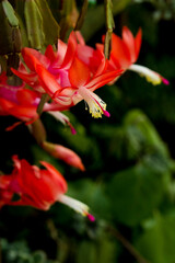 flores rojas de cactus de navidad en primavera