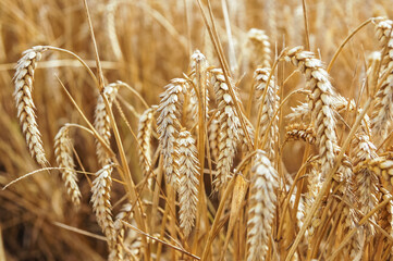 Close up of wheat ears on a field