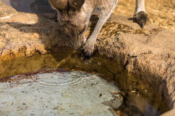 オオカンガルー