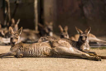 オオカンガルー