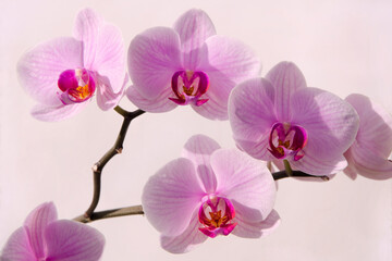 Obraz na płótnie Canvas macro image pink orchid flowers on a white background potted plants on the windowsill