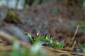 spring flowers. in the photo snowdrops close up