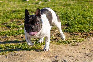 Fototapeta premium Bulldog francés