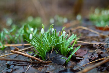 spring flowers. in the photo snowdrops close up