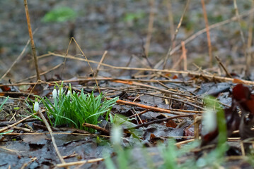 spring flowers. in the photo snowdrops close up