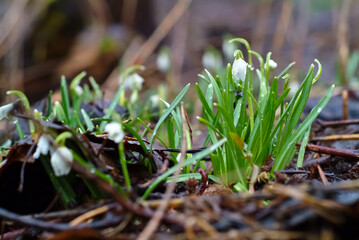 spring flowers. in the photo snowdrops close up