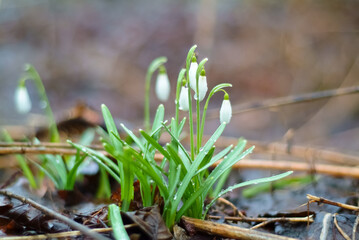 spring flowers. in the photo snowdrops close up