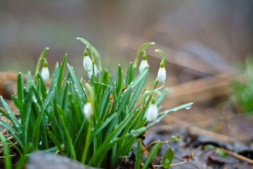 spring flowers. in the photo snowdrops close up