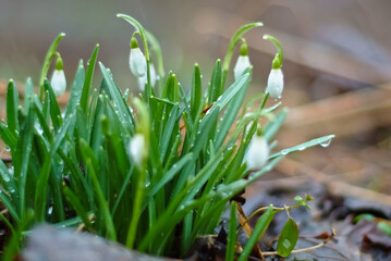 spring flowers. in the photo snowdrops close up