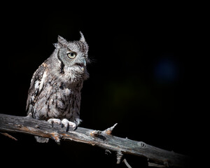 Screech owl perched on a limb with dark background