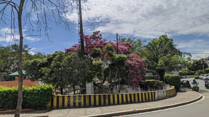 Obraz premium flowers in the park