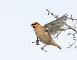 Bohemian Waxwing with Open Wings  on Tree Branch in Winter  