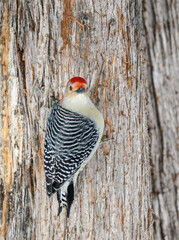 Red-bellied Woodpecker on Tree Trunk in Winter