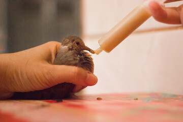 Feeding orphaned baby bird with a syringe. Newbord dove, pigeon rescued. Care, helping animals.