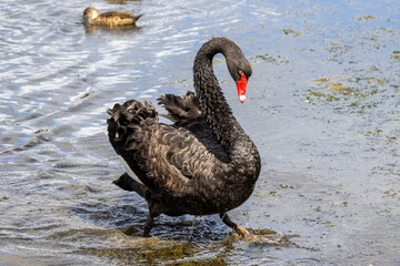 Australian Black Swan walking in shallow water