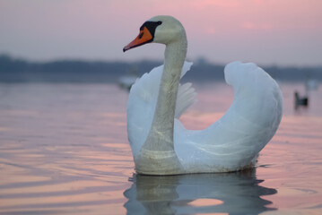 a white swan is floating on the water. in the photo, the swan is close-up against the background of...