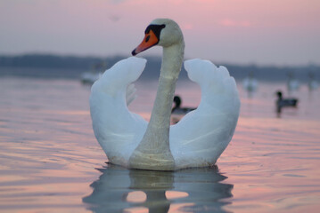 a white swan is floating on the water. in the photo, the swan is close-up against the background of...