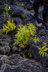 Lava field