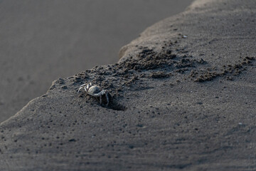 crab on the sand