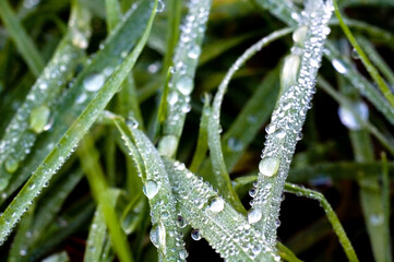 Fototapeta na wymiar dew drops on meadow grass