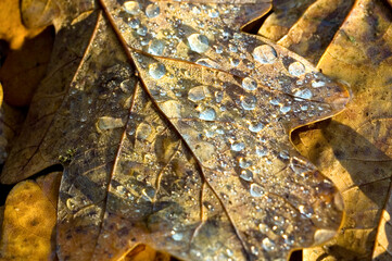 dew collecting on a fallen oak leaf