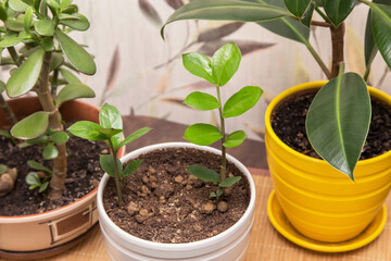 Different home plants. Young little plant zamiokulkas in pot closeup. Growing indoor house plant