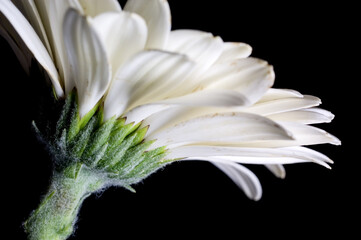 studio detail of a beautiful white flower