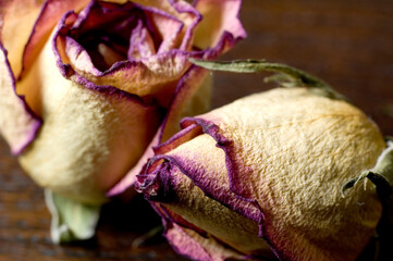 detail of dried white rose petals
