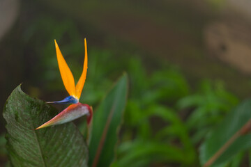 Obraz premium bird of paradise flower