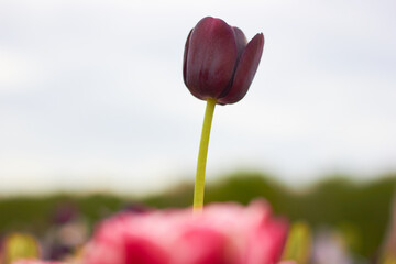 Beautiful tulips
at the tulip festival.
Beauty of nature. Spring, youth, growth concept. 